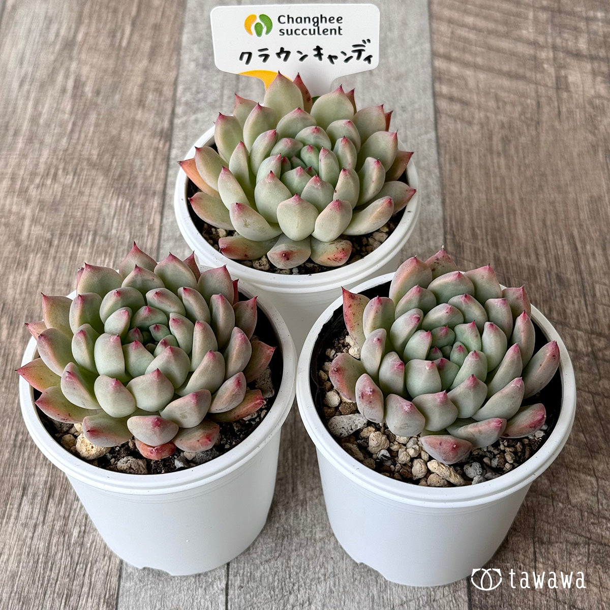 クラウンキャンディ(チャンヒー農園)【tawawaハウス苗】
