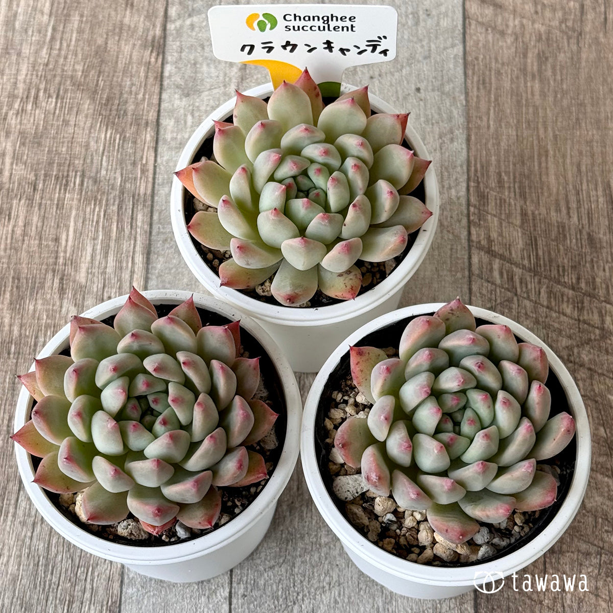 クラウンキャンディ(チャンヒー農園)【tawawaハウス苗】
