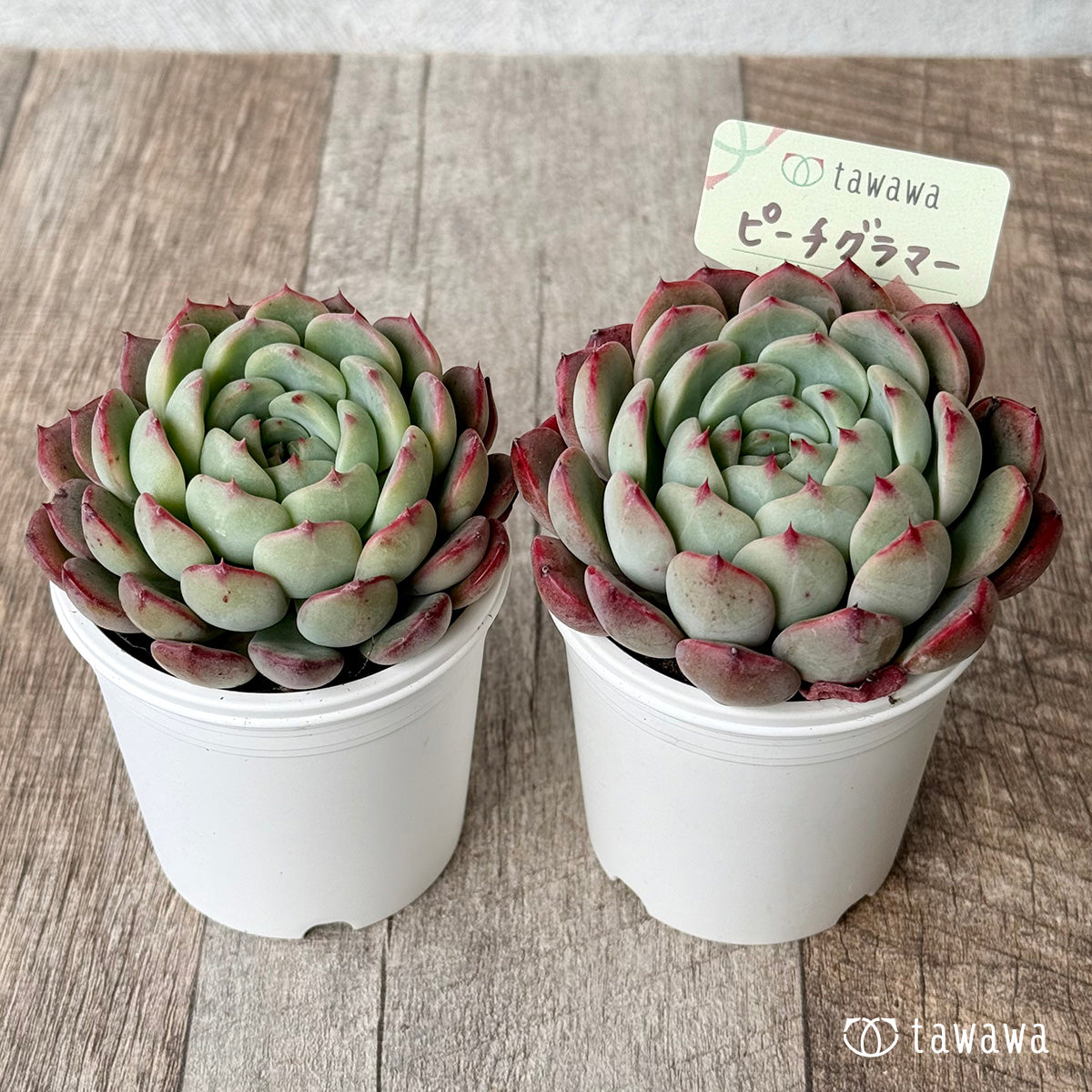 ピーチグラマー(エアーマジック農園)【tawawaハウス苗】