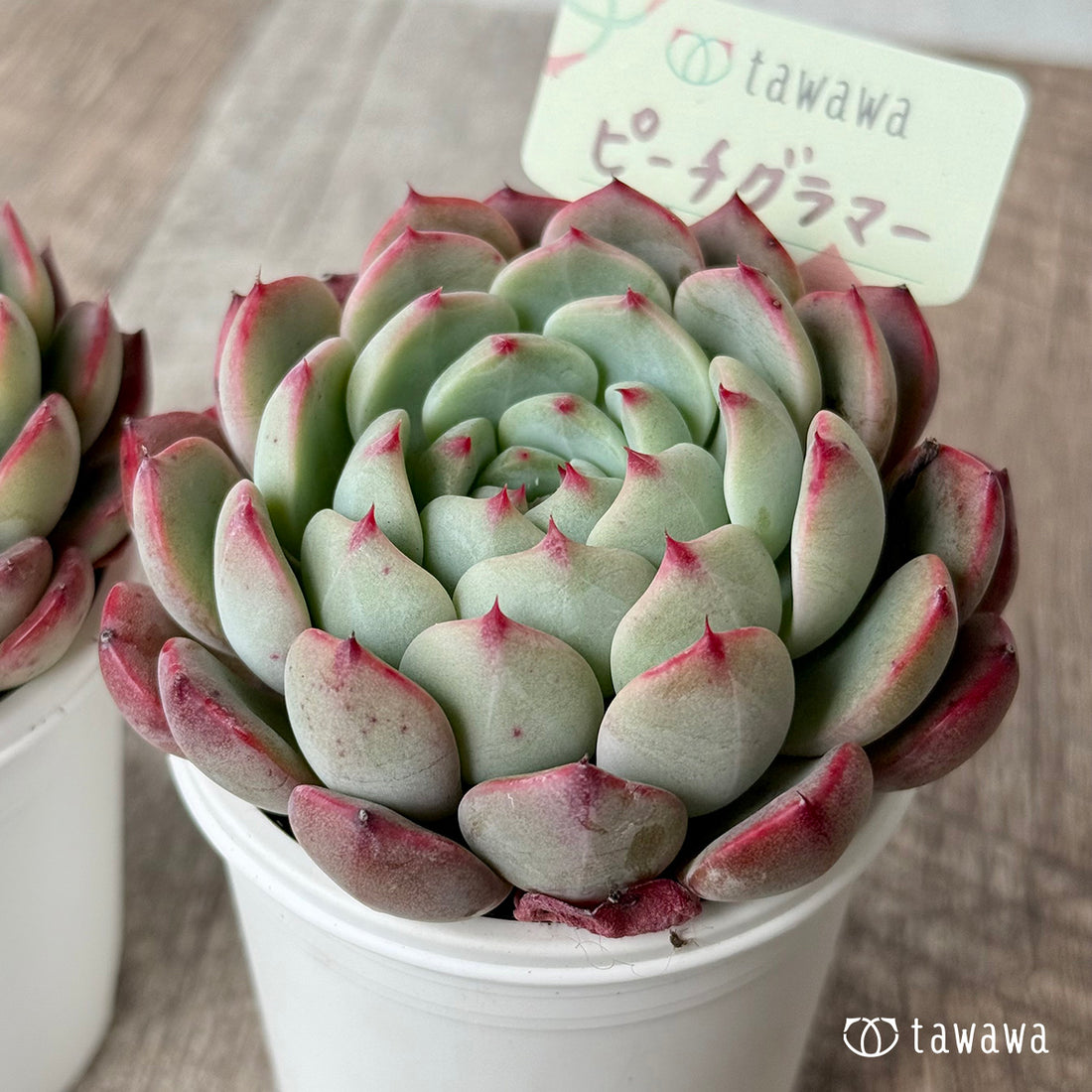 ピーチグラマー(エアーマジック農園)【tawawaハウス苗】