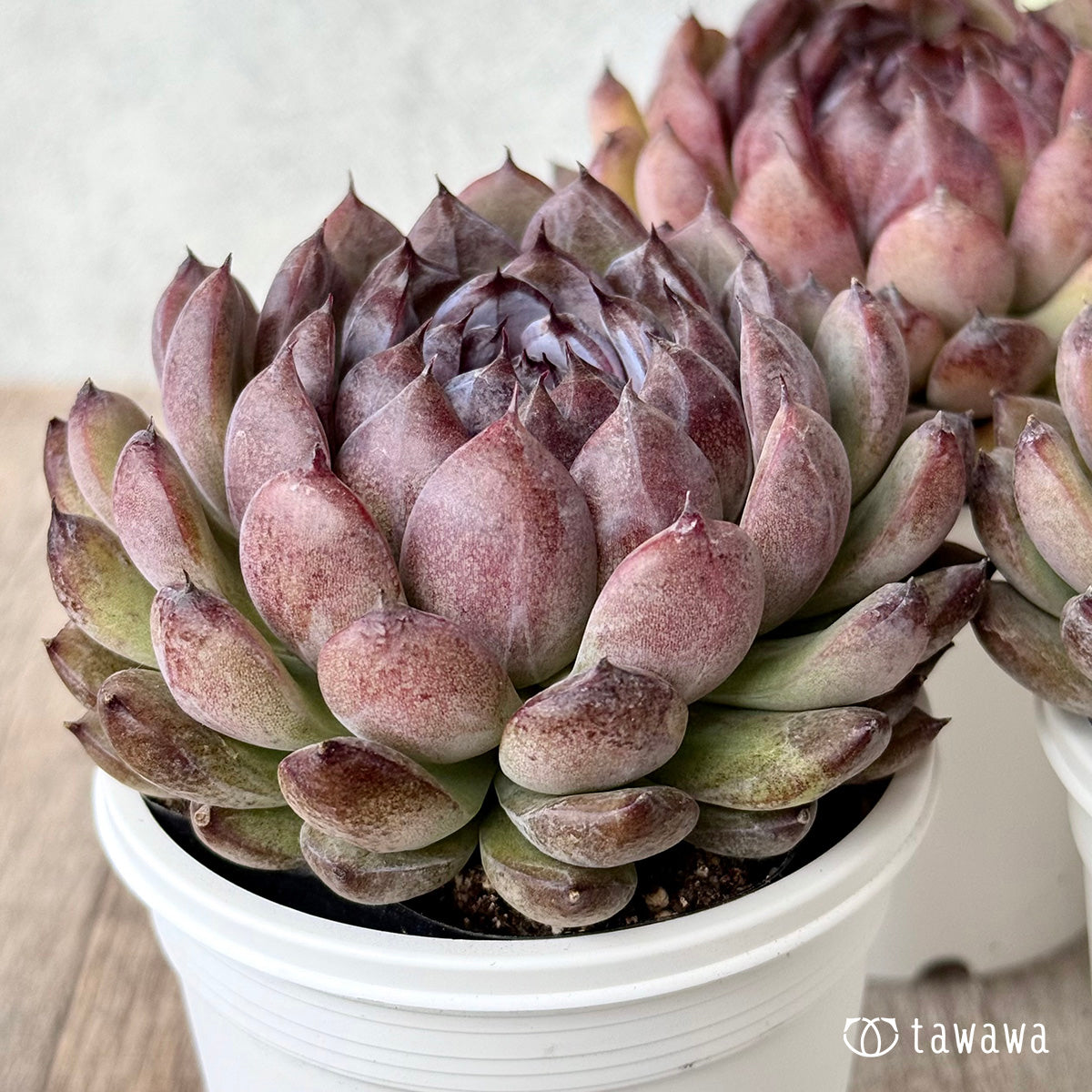 ゼムストーン【7.5cmポット/tawawaハウス苗】