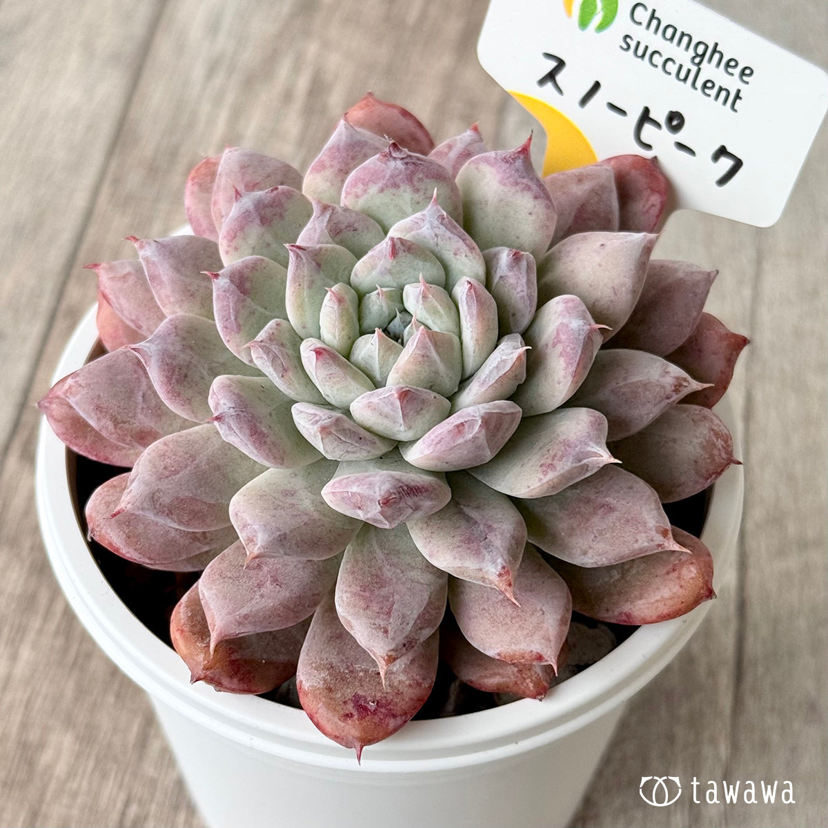 スノーピーク1(チャンヒー農園)【7.5cmポット/tawawaハウス苗】