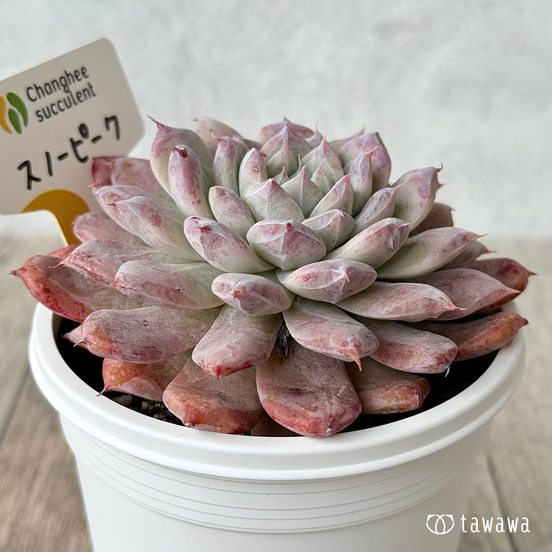 スノーピーク1(チャンヒー農園)【7.5cmポット/tawawaハウス苗】