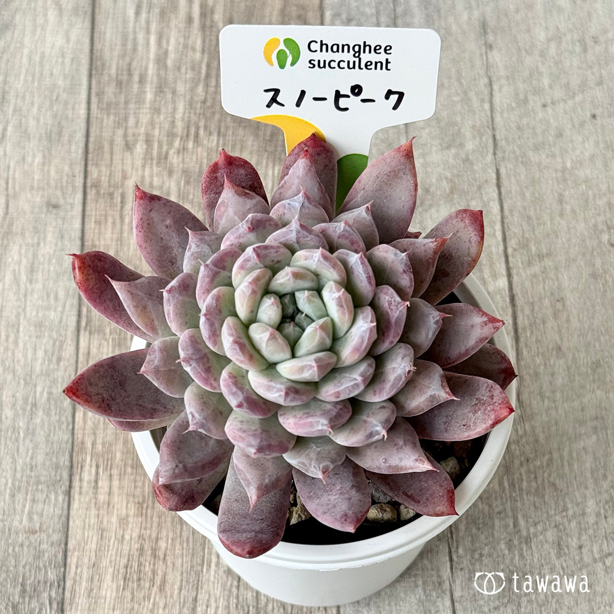 スノーピーク2(チャンヒー農園)【7.5cmポット/tawawaハウス苗】