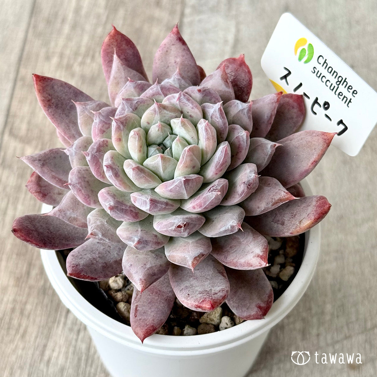 페로몬 (챔피언 모종)