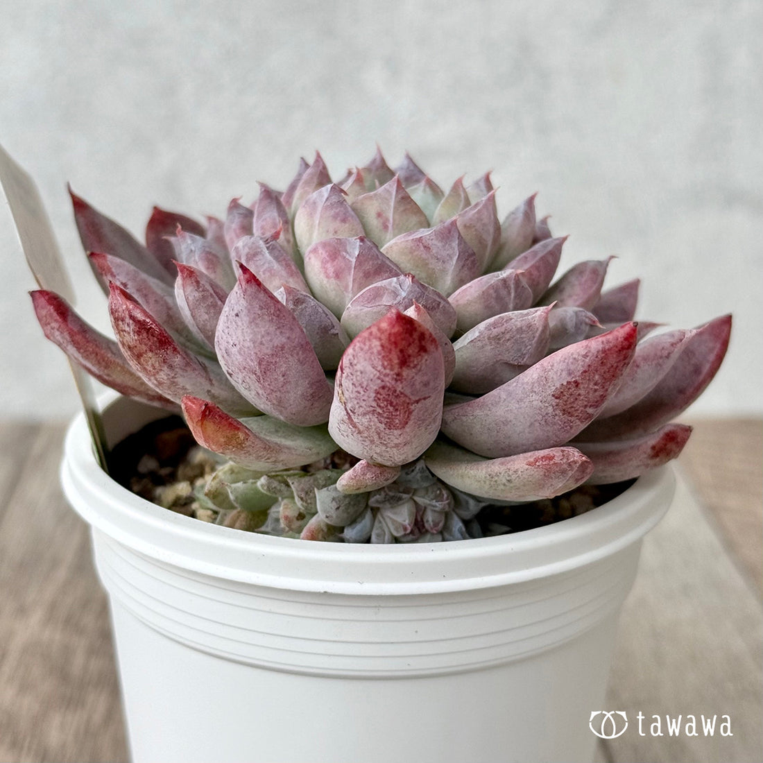 スノーピーク2(チャンヒー農園)【7.5cmポット/tawawaハウス苗】