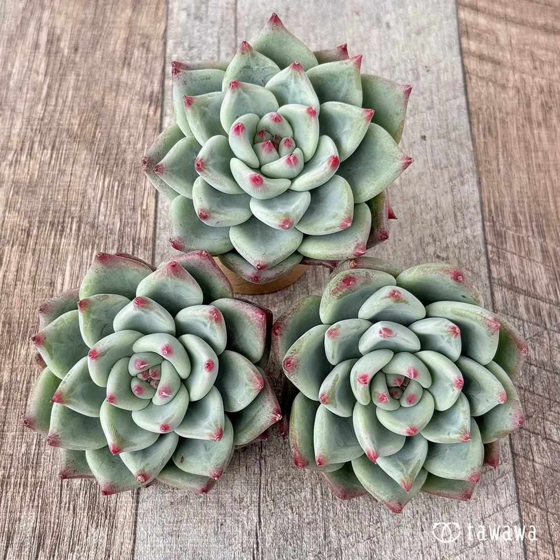 ティファニーブルー