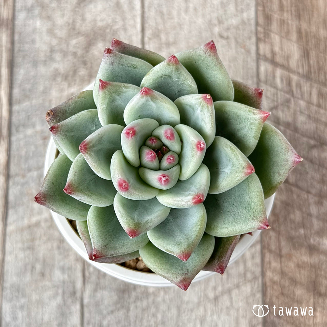 ティファニーブルー