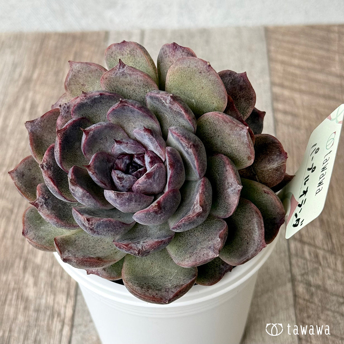 パープルオランダ【7.5cmポット/tawawaハウス苗】