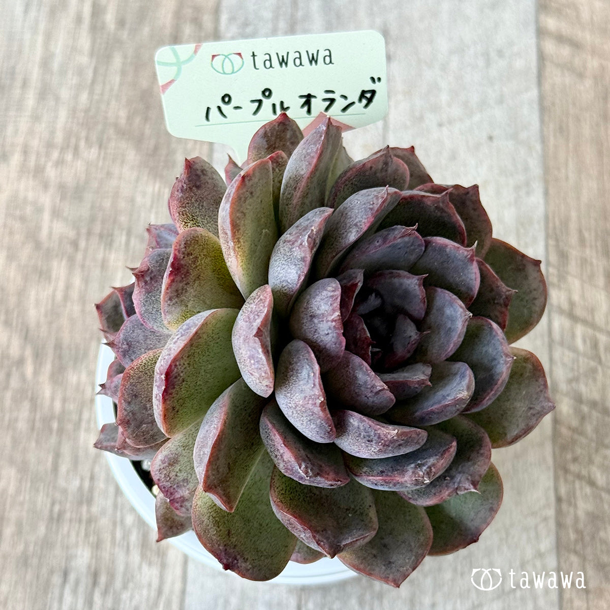 パープルオランダ【7.5cmポット/tawawaハウス苗】