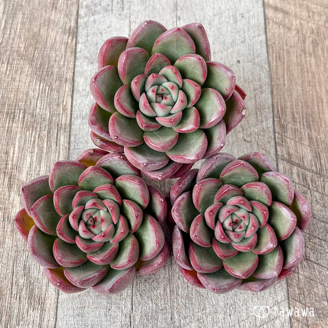 レッドフレッシュ