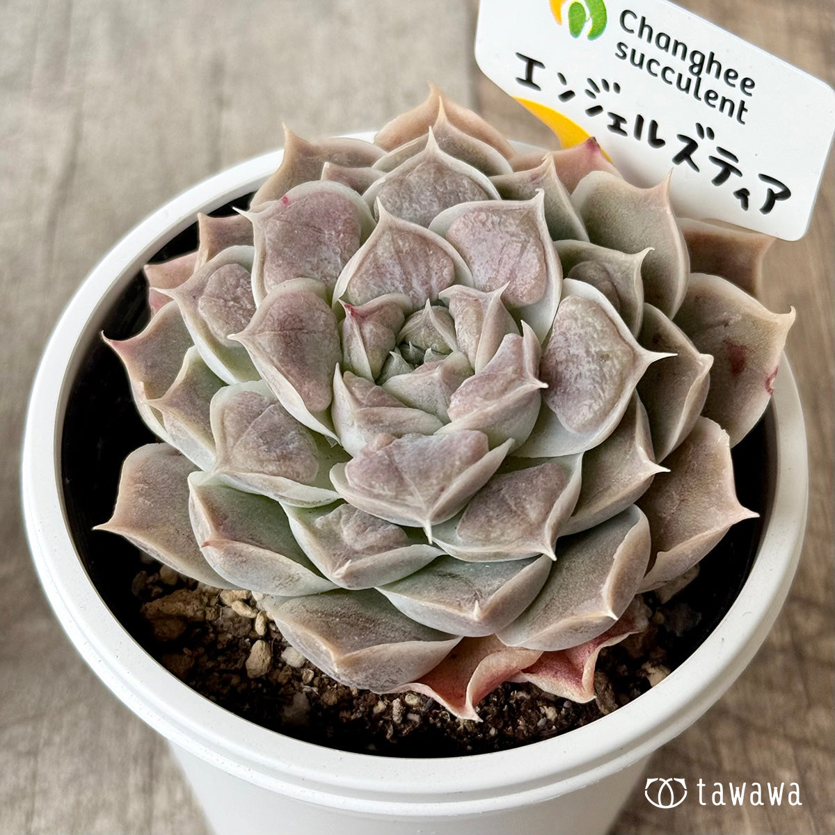 エンジェルズティア(チャンヒー農園)【7.5cmポット/tawawaハウス苗】