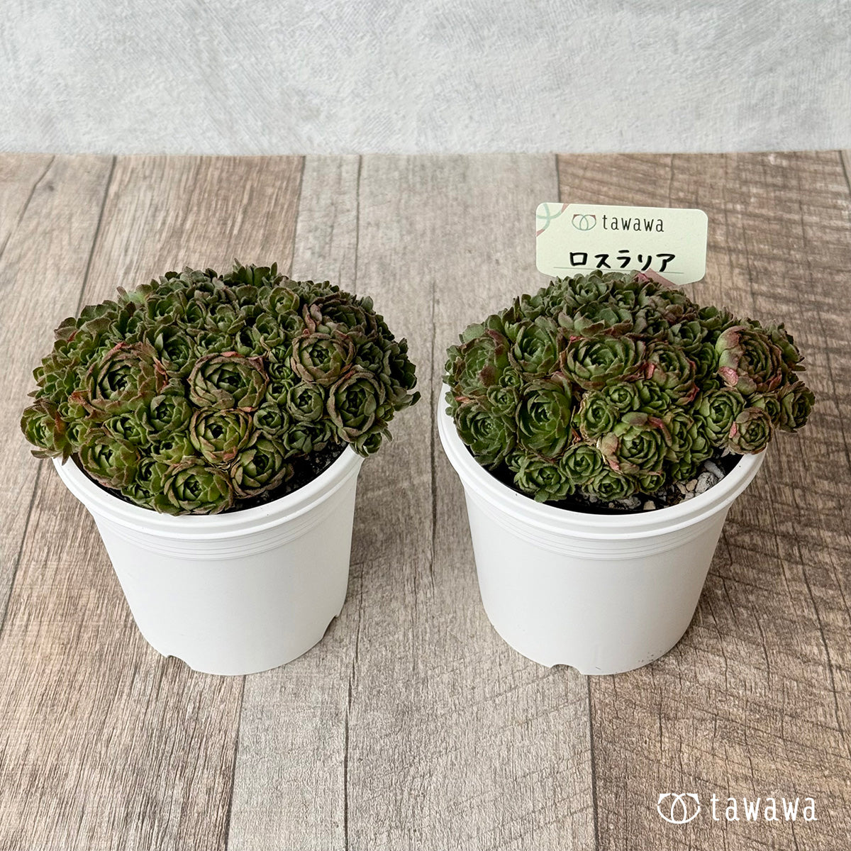 *新発売* ロスラリア2【7.5cmポット/tawawaハウス苗】