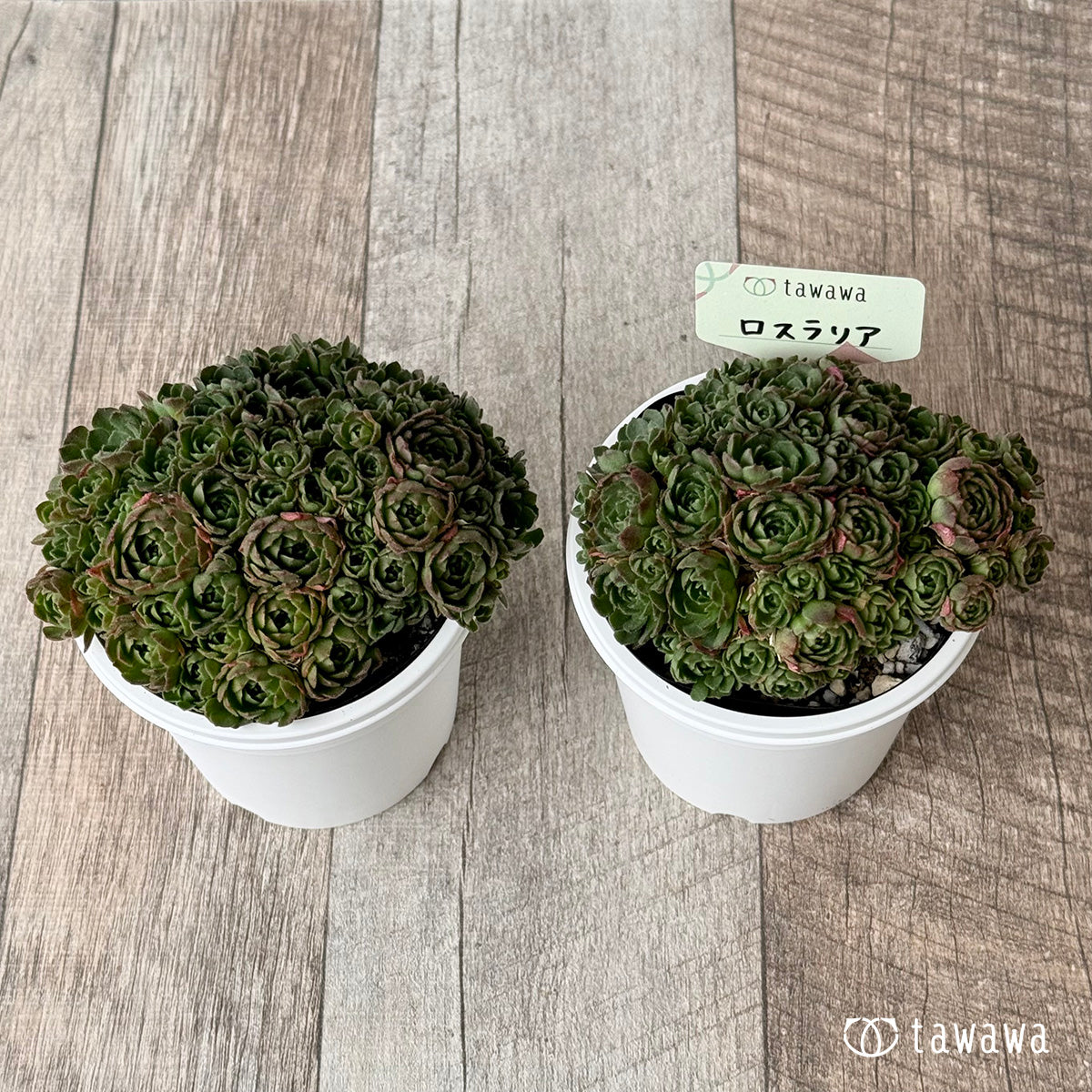 *新発売* ロスラリア2【7.5cmポット/tawawaハウス苗】