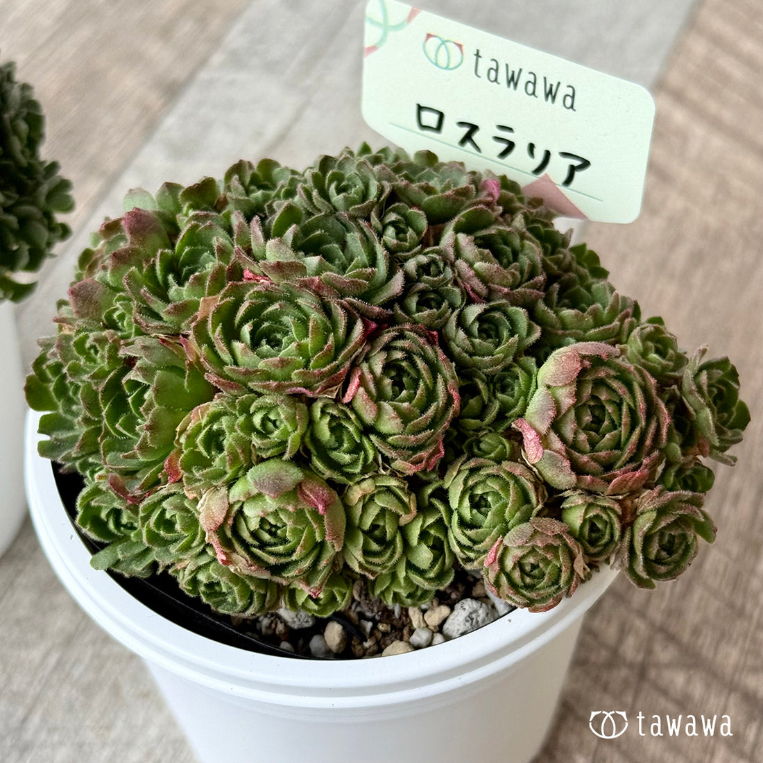 *新発売* ロスラリア2【7.5cmポット/tawawaハウス苗】