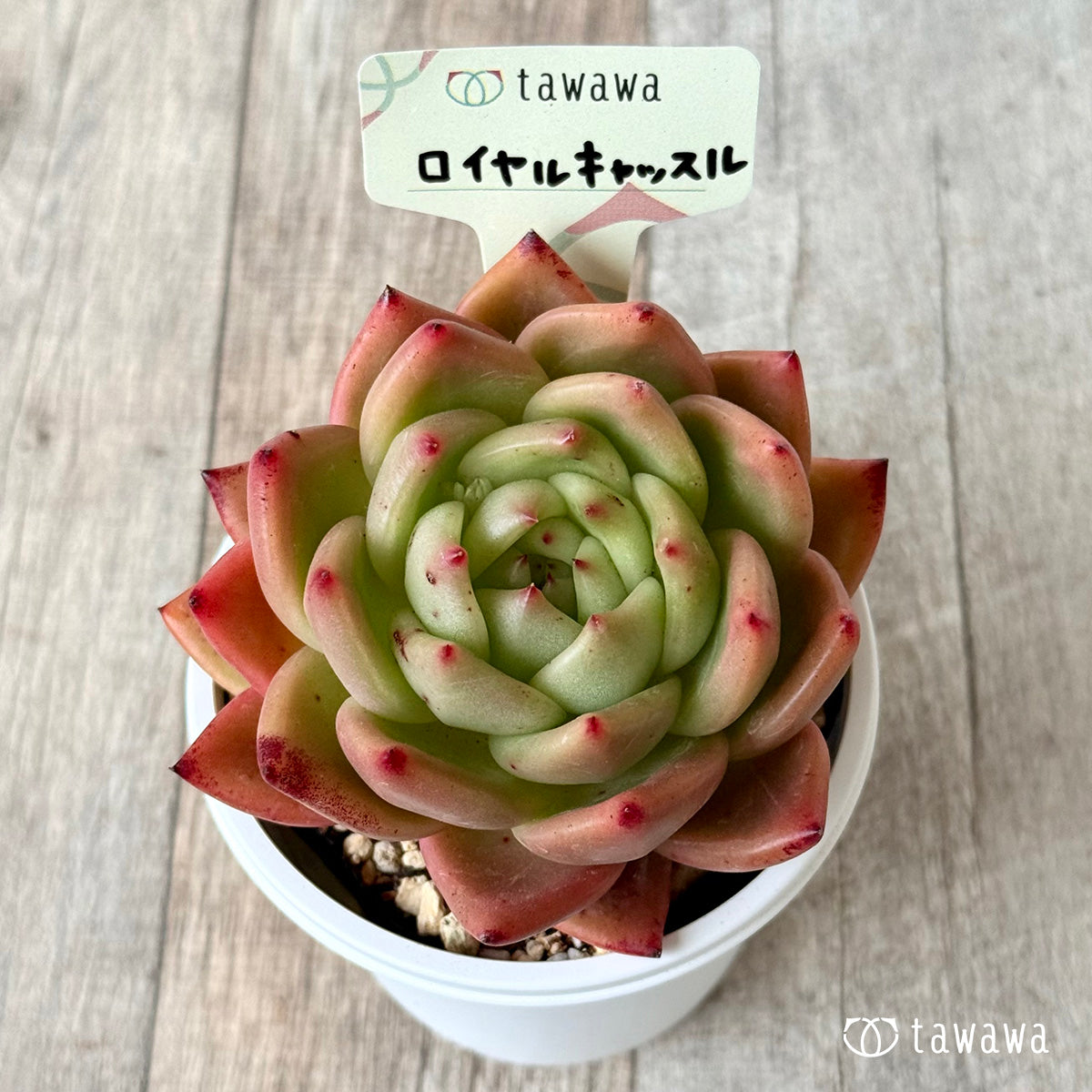 *新発売* ロイヤルキャッスル(エアーマジック農園)【7.5cmポット/tawawaハウス苗】