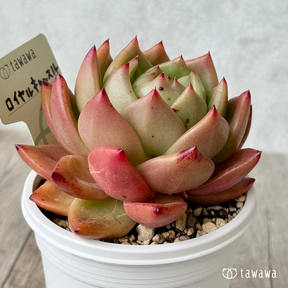 *新発売* ロイヤルキャッスル(エアーマジック農園)【7.5cmポット/tawawaハウス苗】