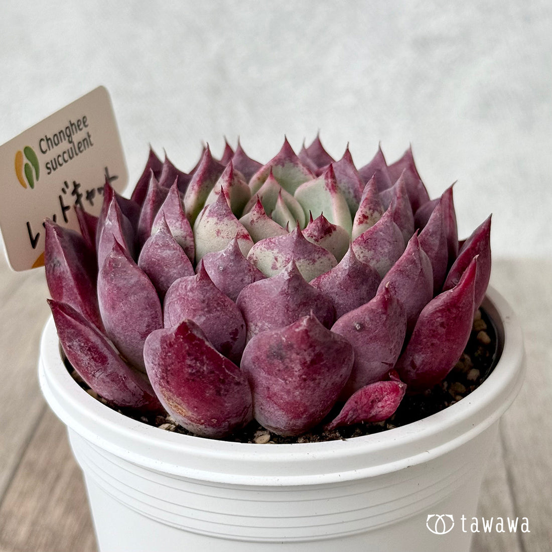 *新発売* レッドキャット2(チャンヒー農園)【7.5cmポット/tawawaハウス苗】