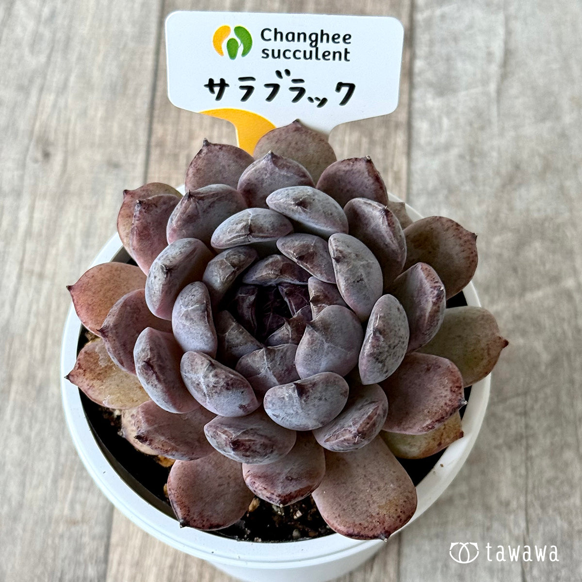 サラブラック6(チャンヒー農園)【7.5cmポット/tawawaハウス苗】