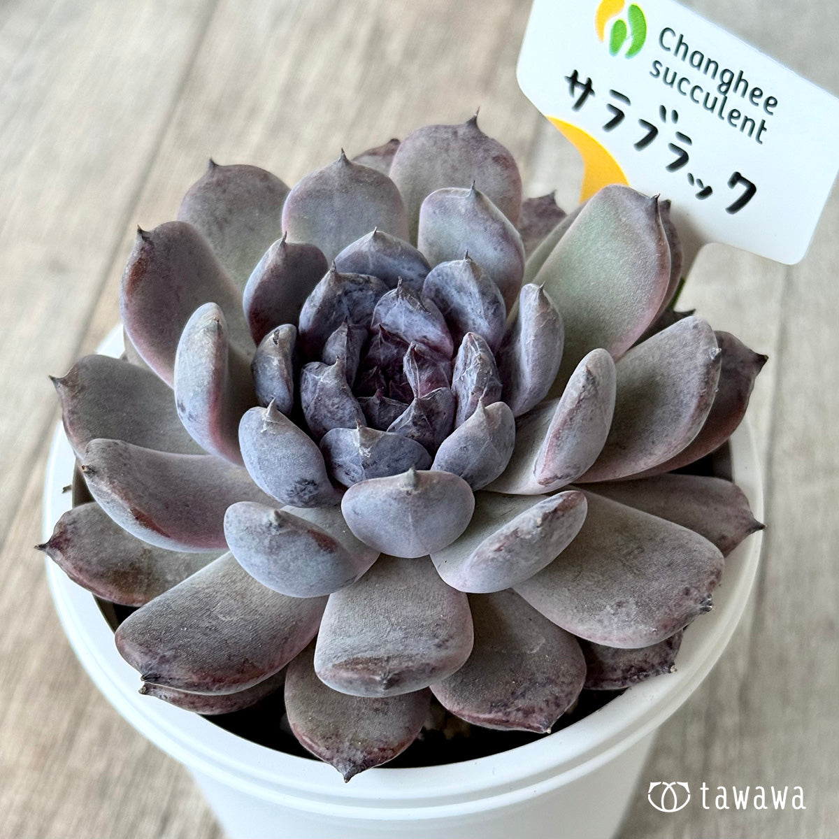 サラブラック7(チャンヒー農園)【7.5cmポット/tawawaハウス苗】