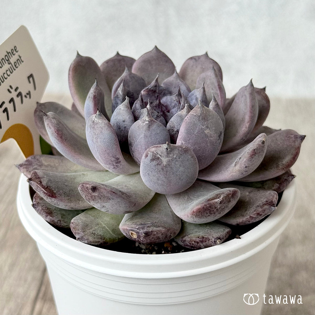 サラブラック7(チャンヒー農園)【7.5cmポット/tawawaハウス苗】