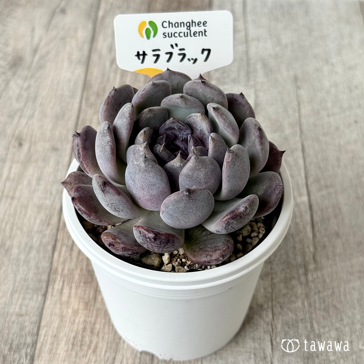 サラブラック8(チャンヒー農園)【7.5cmポット/tawawaハウス苗】