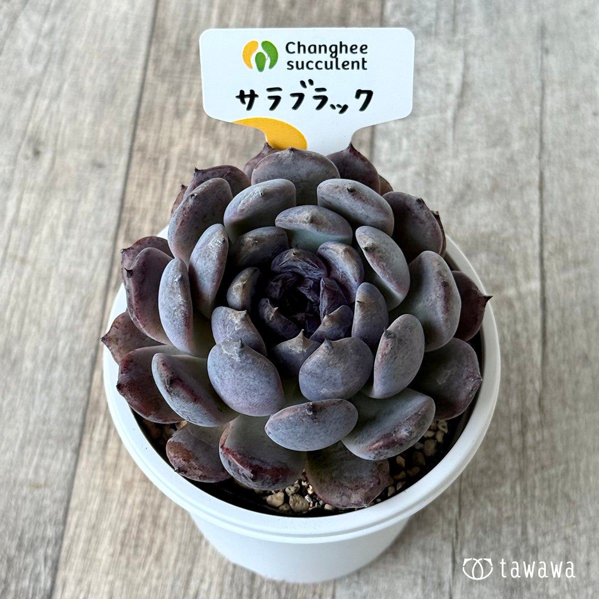サラブラック8(チャンヒー農園)【7.5cmポット/tawawaハウス苗】