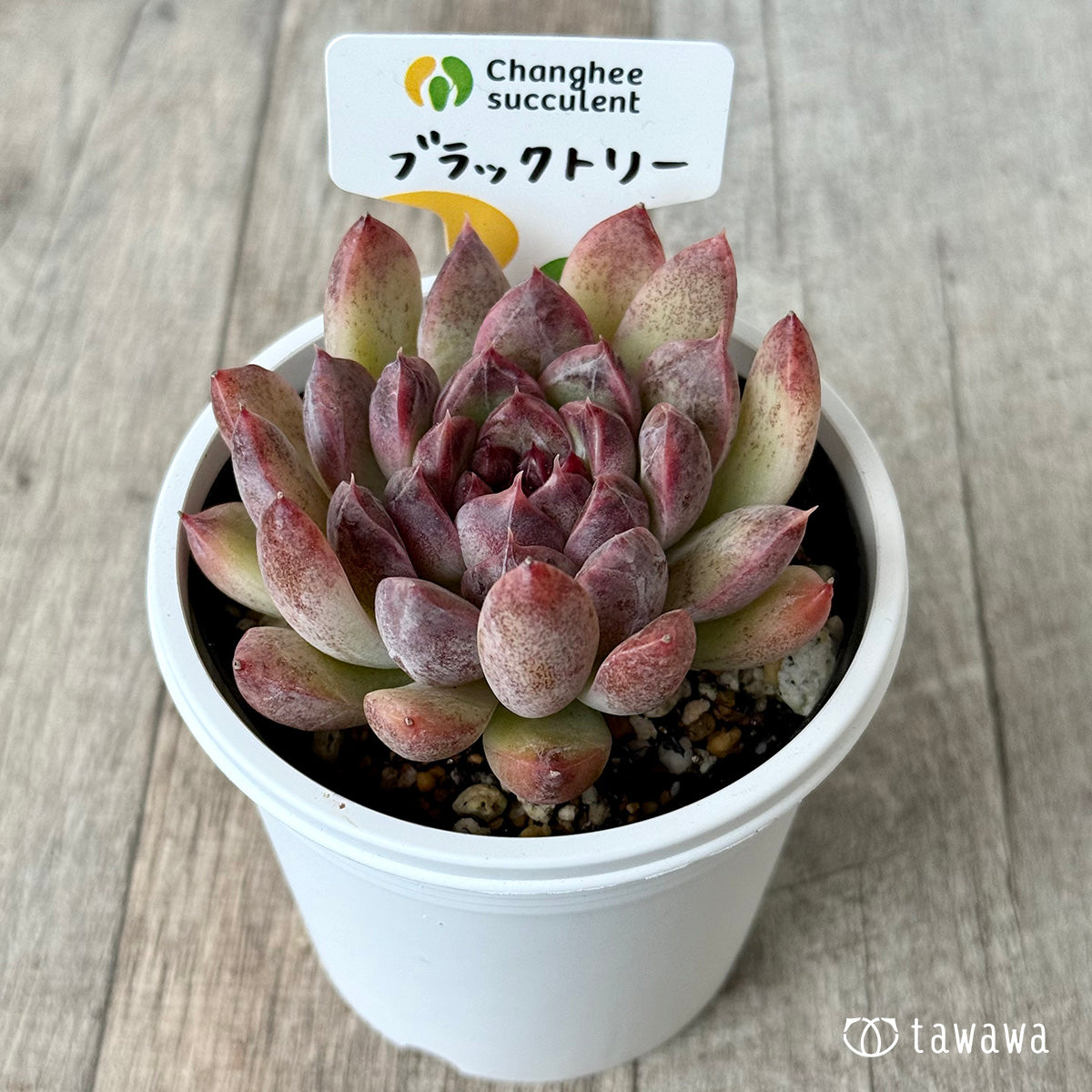 ブラックトリー(チャンヒー農園)【7.5cmポット/tawawaハウス苗】