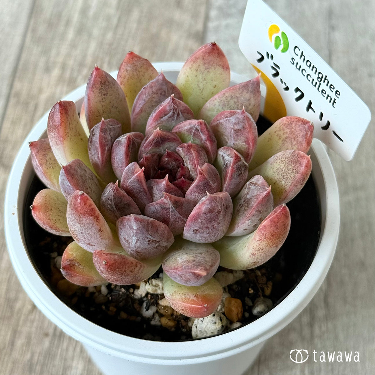 ブラックトリー(チャンヒー農園)【7.5cmポット/tawawaハウス苗】