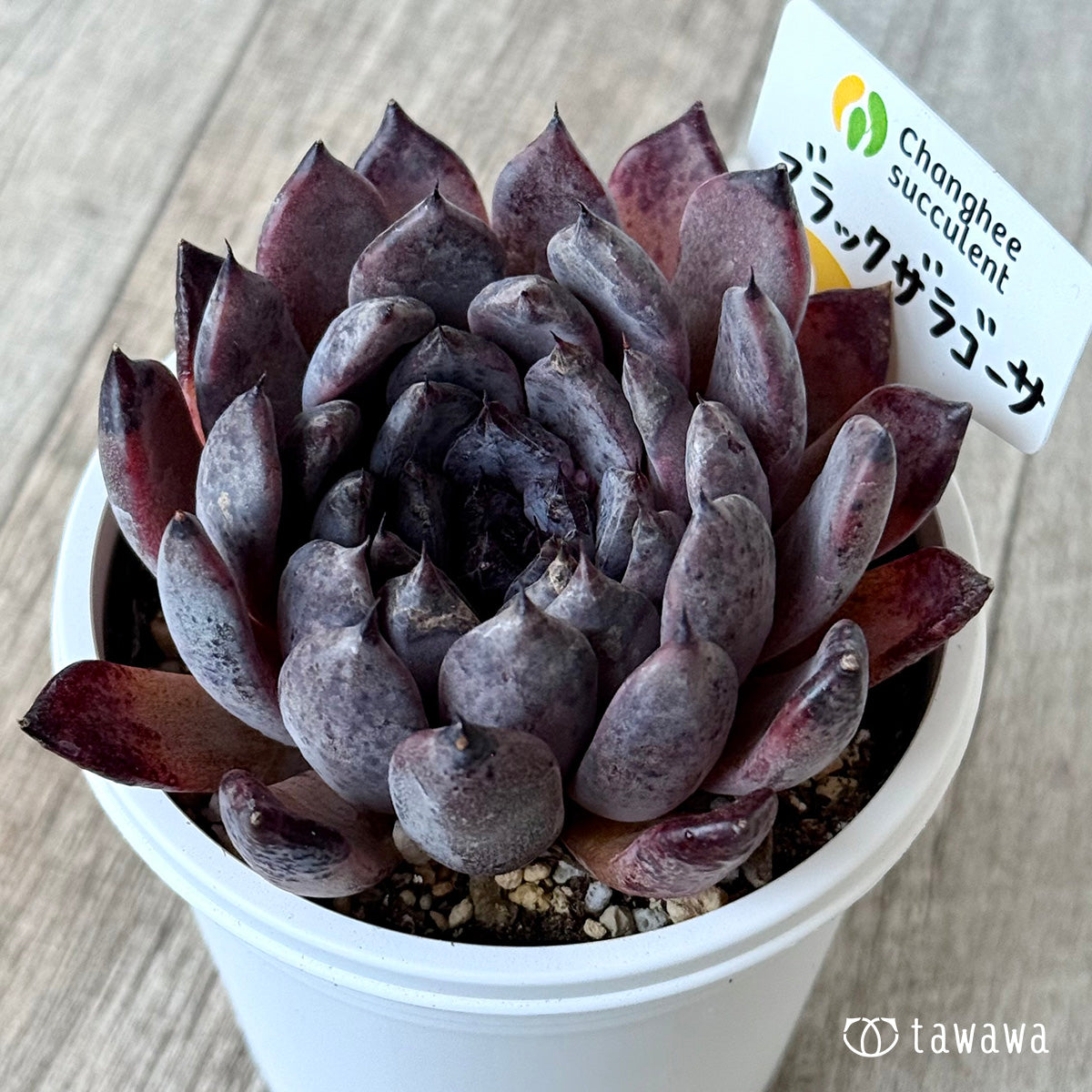 ブラックザラゴーサ1(チャンヒー農園)【7.5cmポット/tawawaハウス苗】