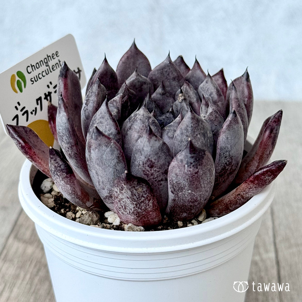 ブラックザラゴーサ1(チャンヒー農園)【7.5cmポット/tawawaハウス苗】