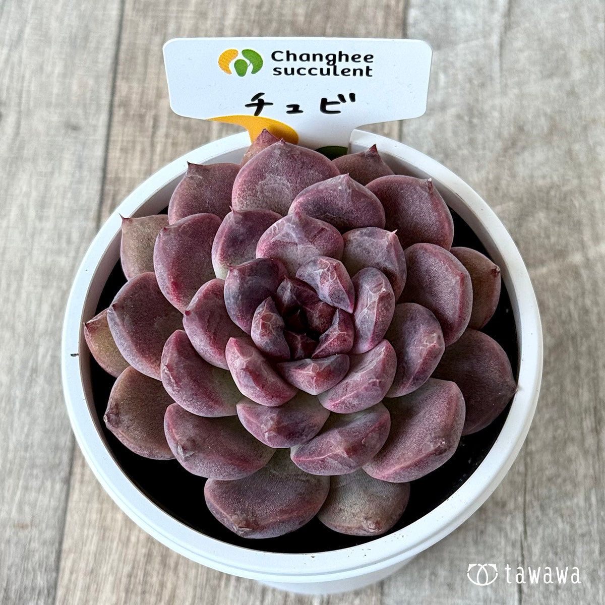 チュビ2(チャンヒー農園)【7.5cmポット/tawawaハウス苗】