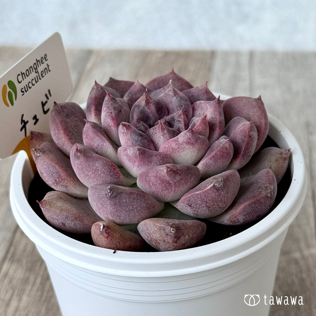 チュビ2(チャンヒー農園)【7.5cmポット/tawawaハウス苗】