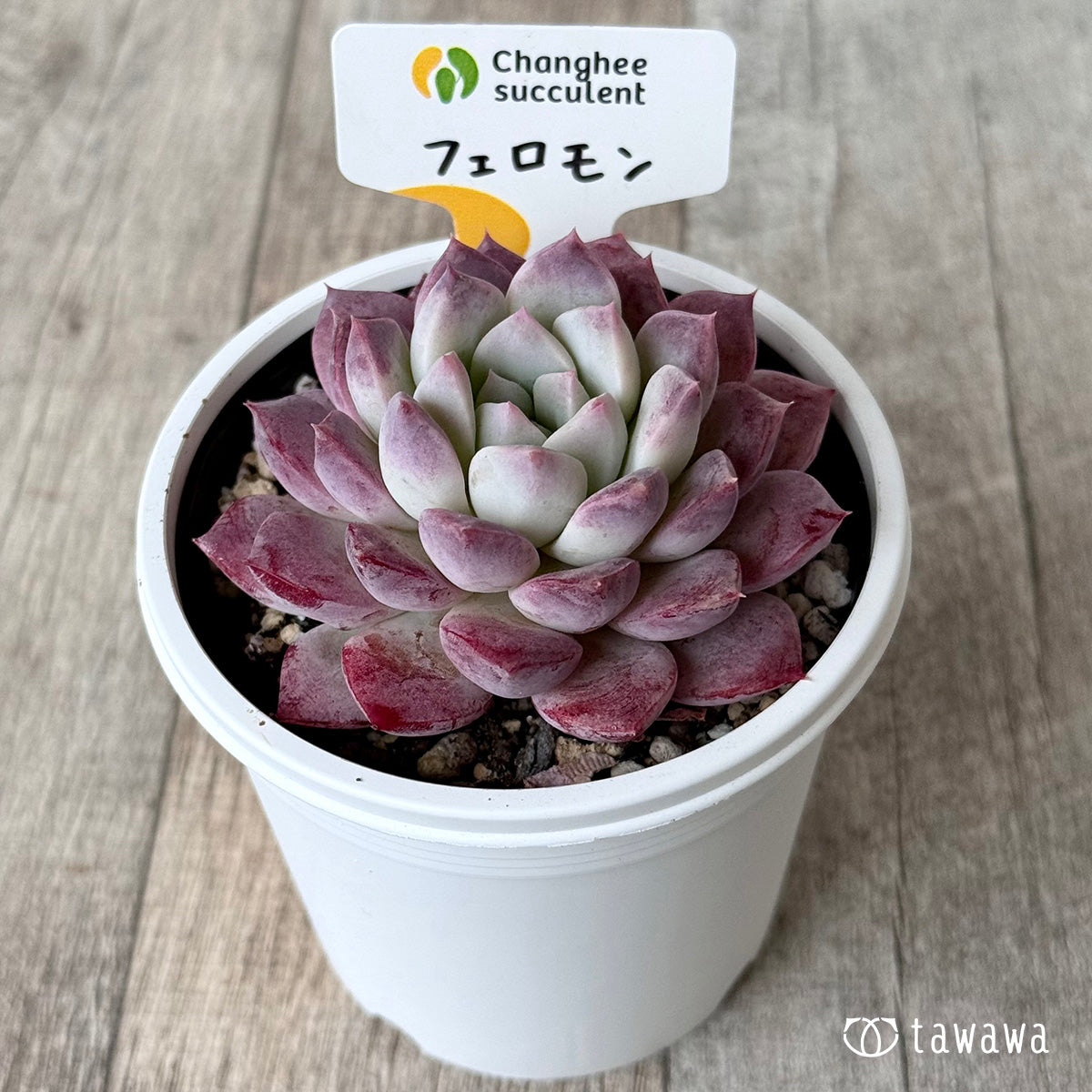 New Arrivals: Ice Green