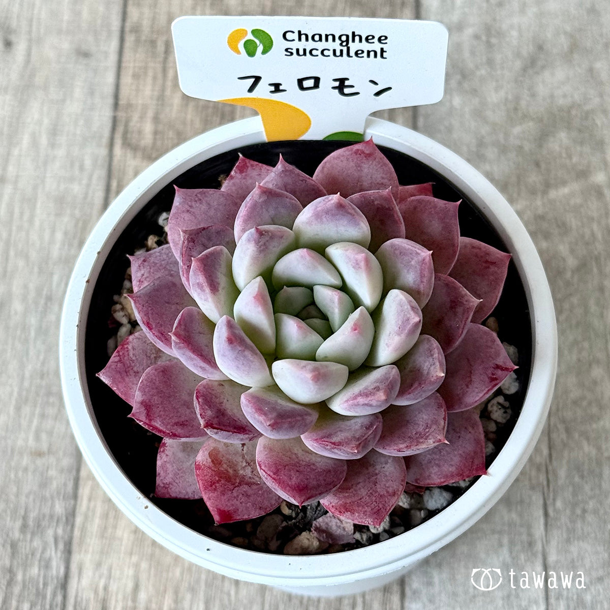 New Arrivals: Ice Green