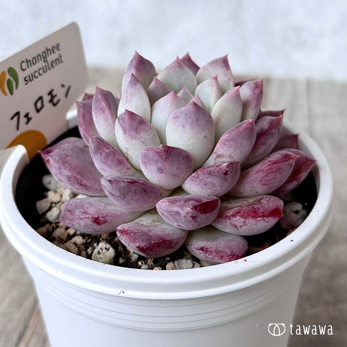 New Arrivals: Ice Green