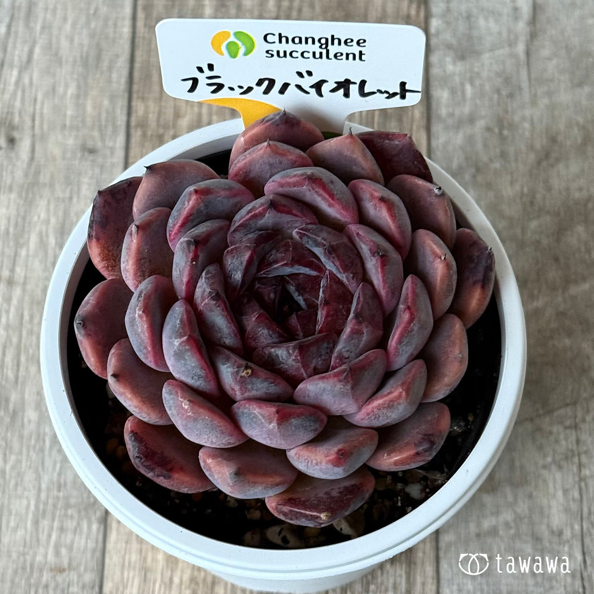 ブラックバイオレット(チャンヒー農園)【7.5cmポット/tawawaハウス苗】