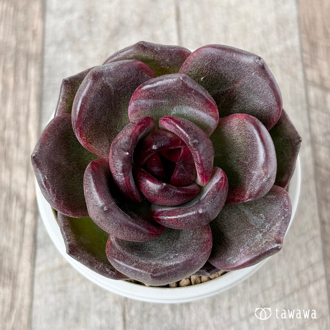 New Arrivals: Ice Green