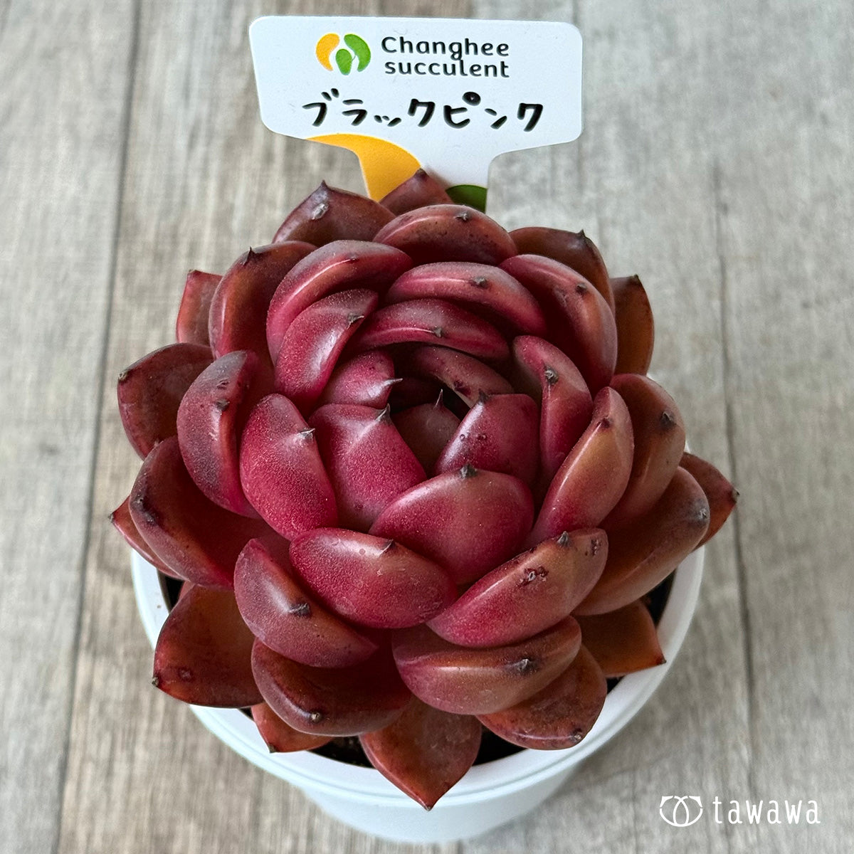 ブラックピンク2(チャンヒー農園)【7.5cmポット/tawawaハウス苗】