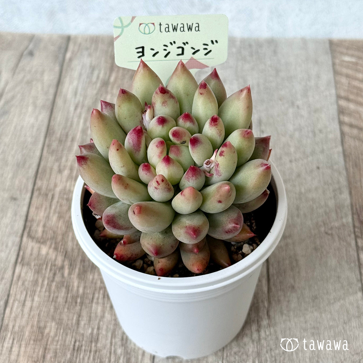 *新発売* ヨンジゴンジ【7.5cmポット/tawawaハウス苗】