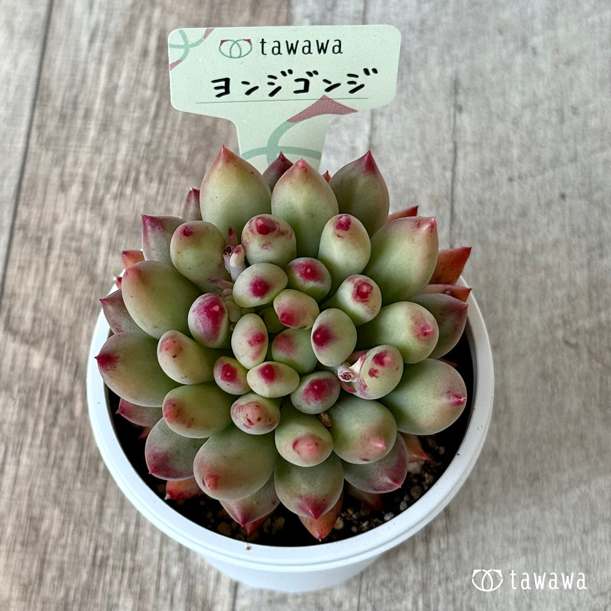 *新発売* ヨンジゴンジ【7.5cmポット/tawawaハウス苗】