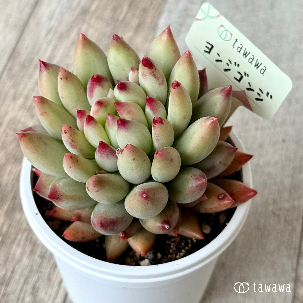 *新発売* ヨンジゴンジ【7.5cmポット/tawawaハウス苗】