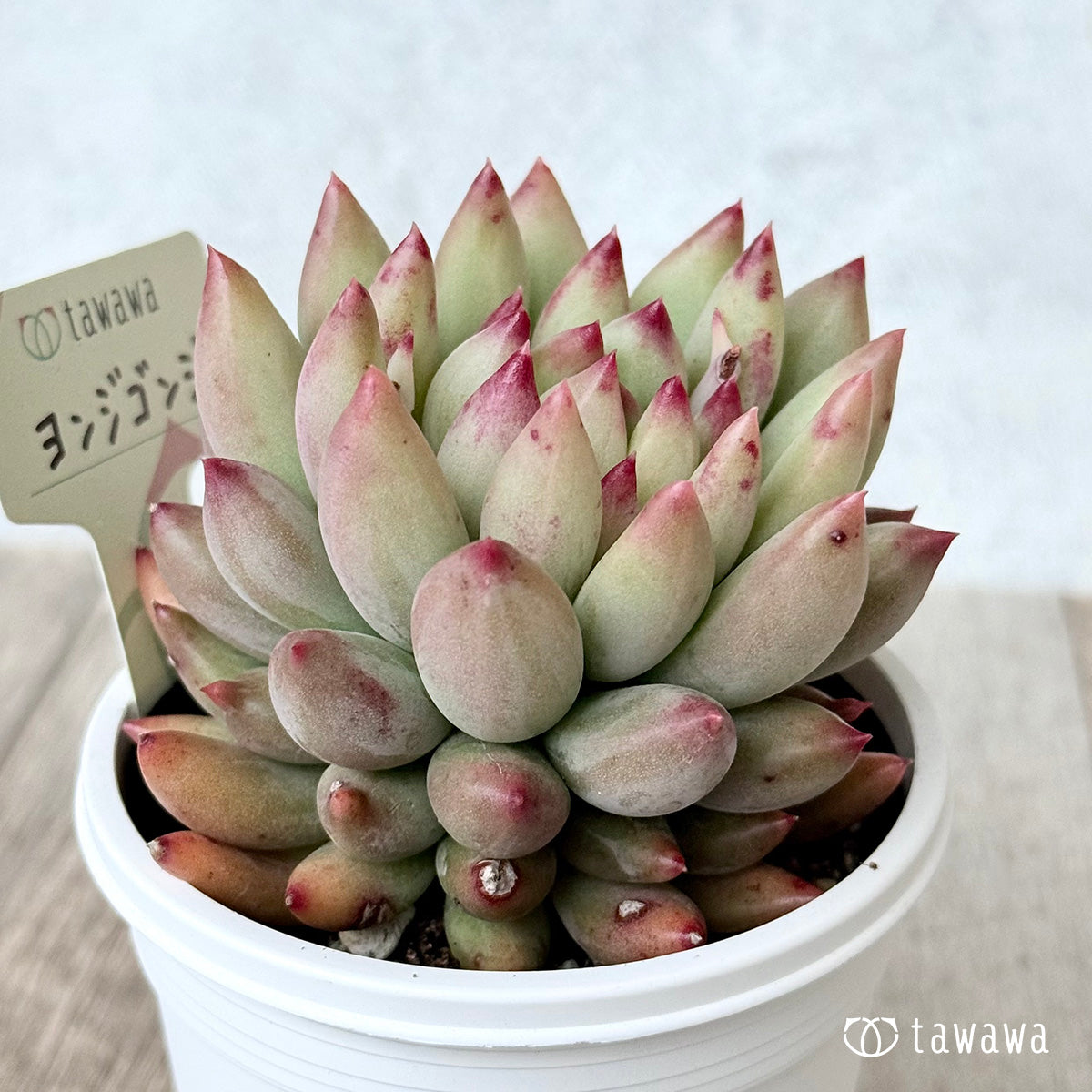 *新発売* ヨンジゴンジ【7.5cmポット/tawawaハウス苗】