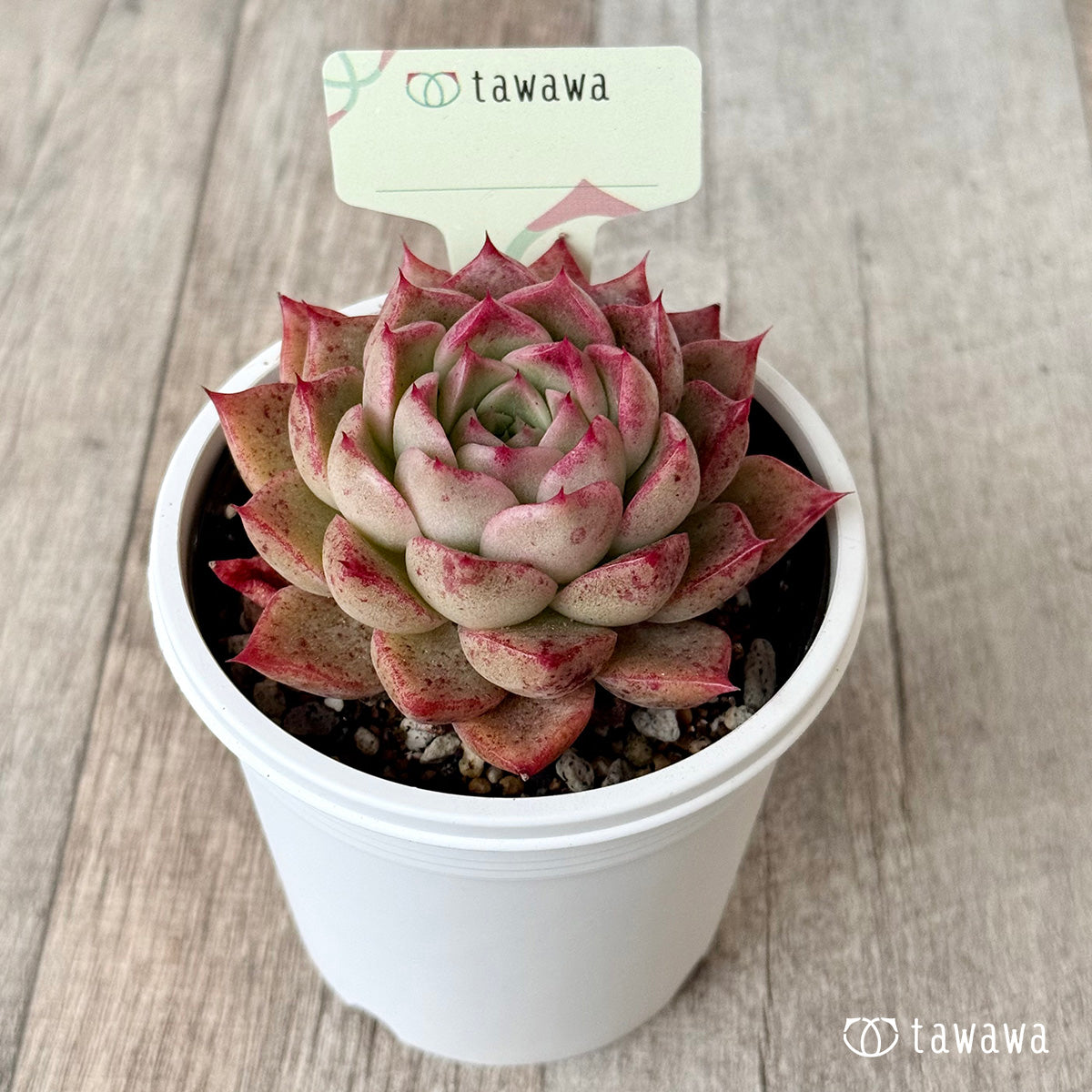 *新発売* 名前のない苗 16【7.5cmポット/tawawaハウス苗】