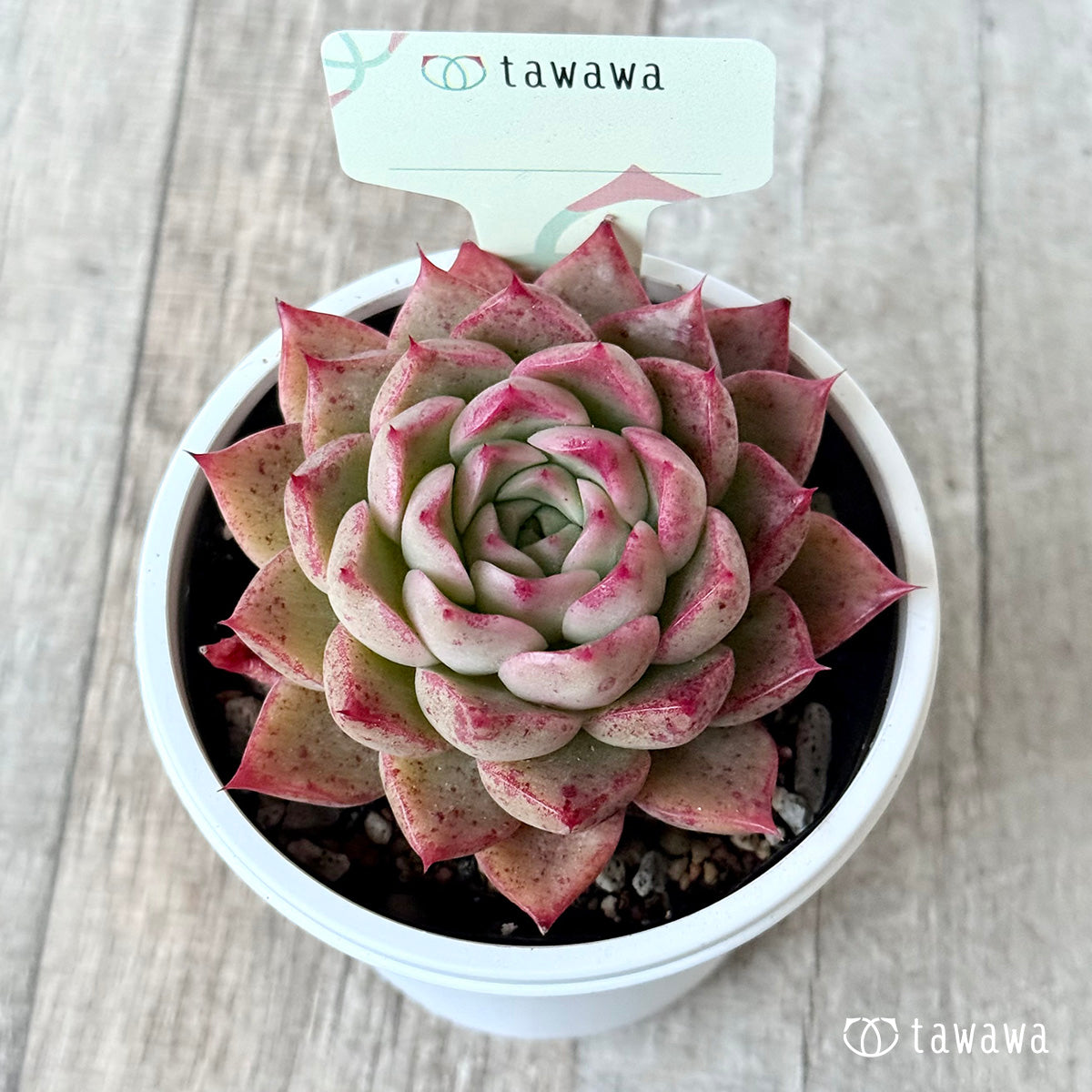 *新発売* 名前のない苗 16【7.5cmポット/tawawaハウス苗】