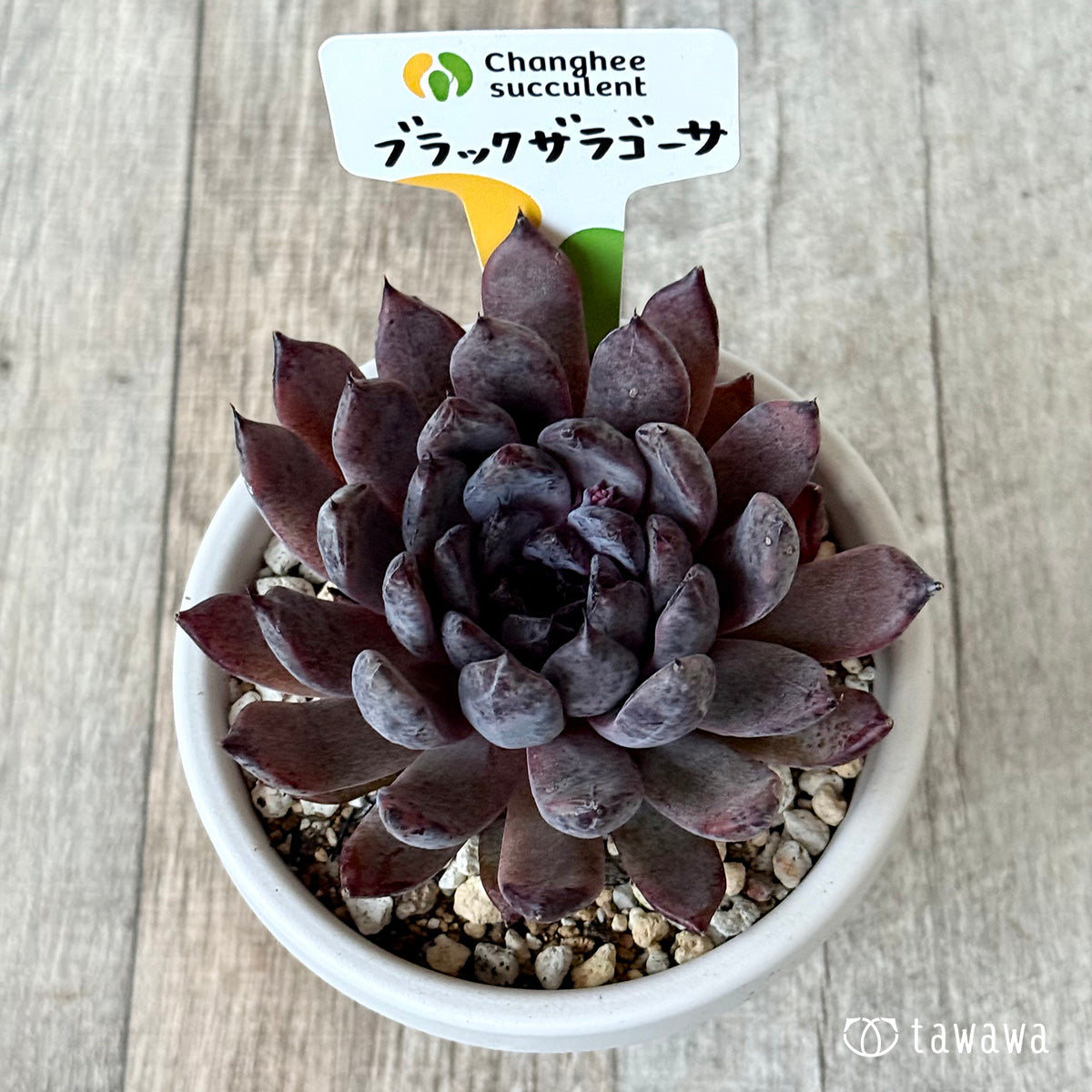 ブラックザラゴーサ2(チャンヒー農園)【根張り鉢3号/tawawaハウス苗】