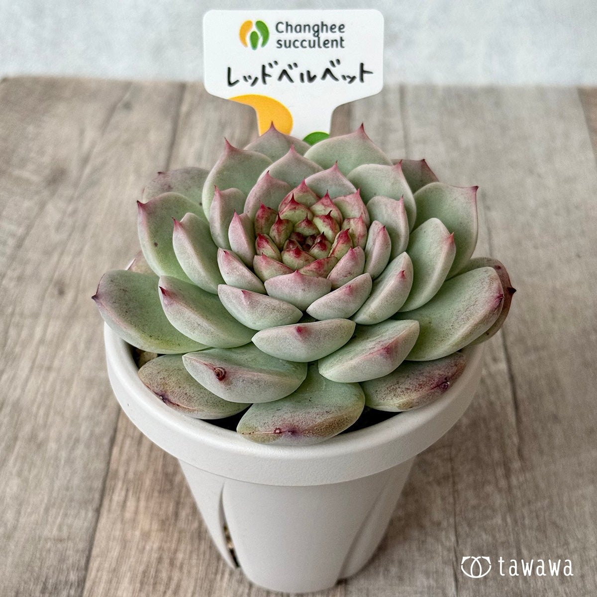 *新発売* レッドベルベット2(チャンヒー農園)【根張り鉢3号/tawawaハウス苗】