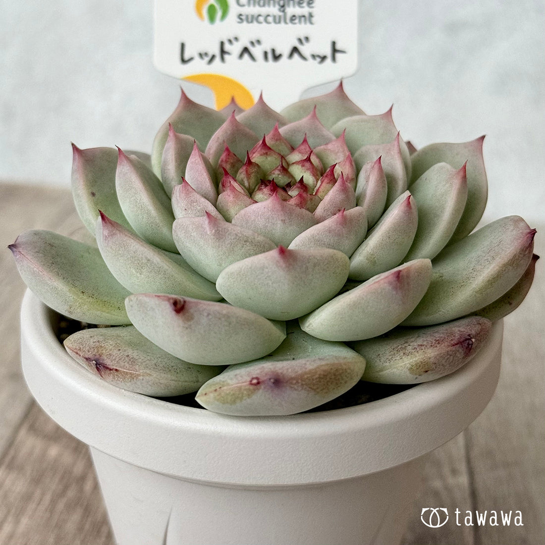 *新発売* レッドベルベット(チャンヒー農園)【根張り鉢3号/tawawaハウス苗】