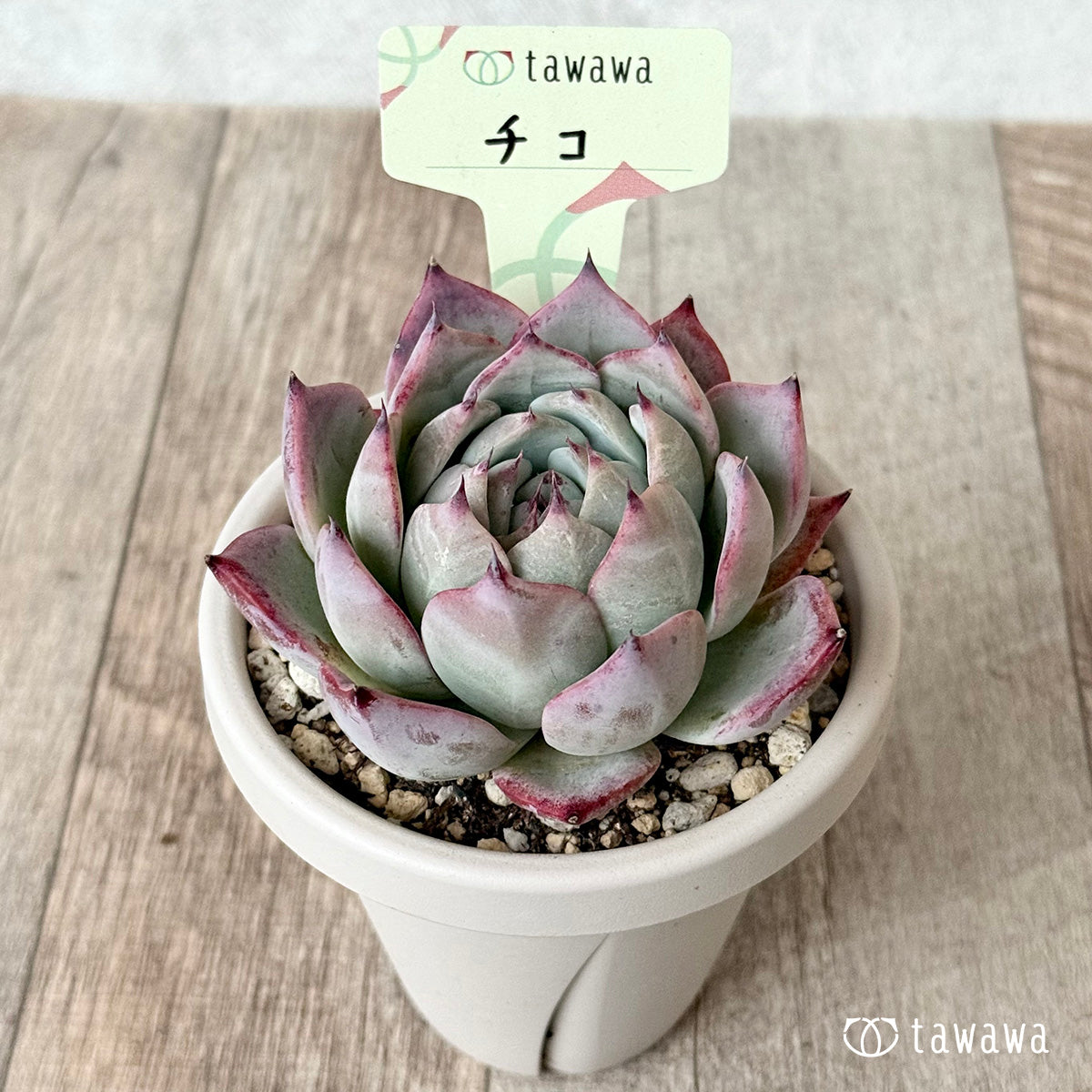 チコ2(エアーマジック農園)【根張り鉢3号/tawawaハウス苗】