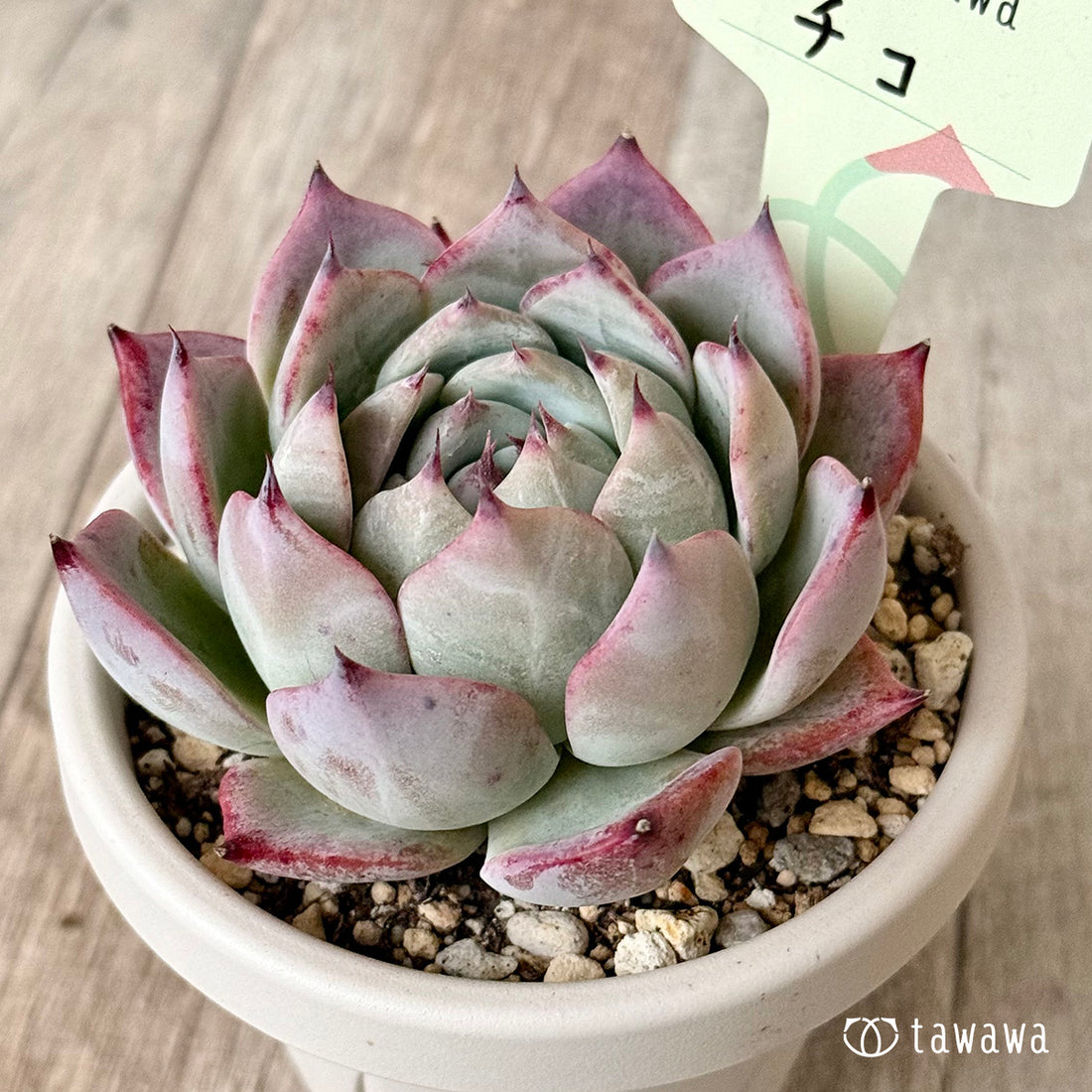 チコ2(エアーマジック農園)【根張り鉢3号/tawawaハウス苗】